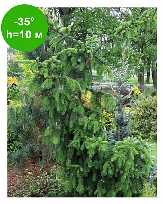 Ель обыкновенная Цинцината (Picea abies Cincinata) C3 15-20