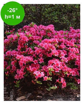 Азалия японская Бабушка (Azaliea japonica Babuschka) С1,5