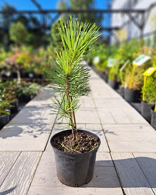 Сосна тунберга "Огонь" (Ogon) C5