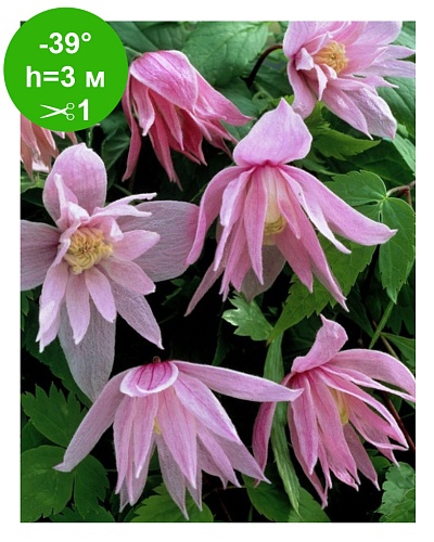 Клематис Княжик Markham`s Pink 