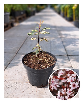 Слива декоративная