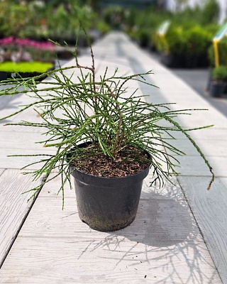 Туя западная "Филиформис" (Filiformis) C5 25-30