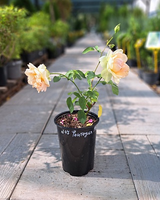 Роза "фантазия Мондиаль" ч/г розовая (№ 47)