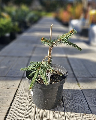 Ель обыкновенная Инверса ( Picea abies Inversa) C3