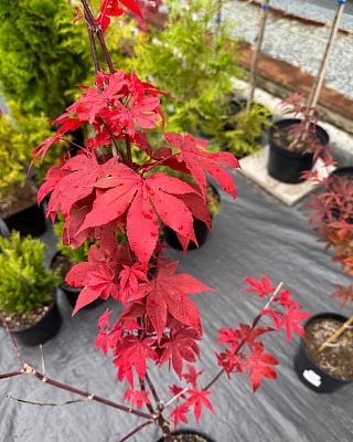 Клен веерный "Осаказуки" (Osakazuki) С2