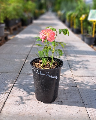 Роза "Ливинг Дейлайтс" флорибунда красно-оранжевая (№ 21)