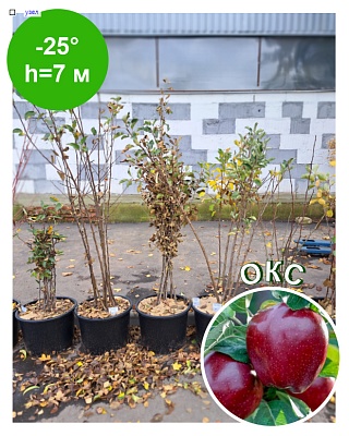 Яблоня "Ред Чиф" ОКС Созрев-е конец Сен.,хране-е 7-8месяцев