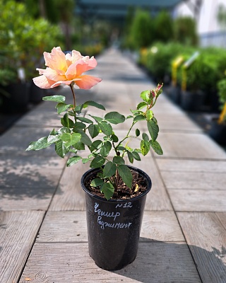 Роза "Чешир Режимен" кустовая абрикосовая (№ 12)