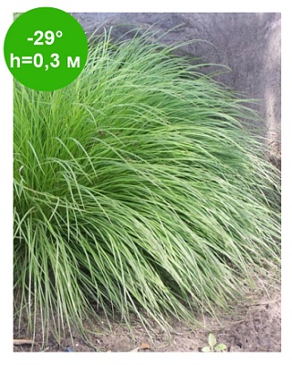 Осока в ассортименте -- -- Рб