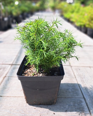 Криптомерия японская "Элеганс" (Elegans) C3