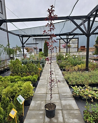 Яблоня декоративная "Недзвецкого" С7,5