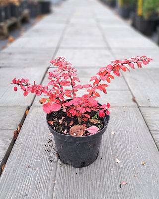 Барбарис Тунберга "Голден Ринг"15 С2 РБ