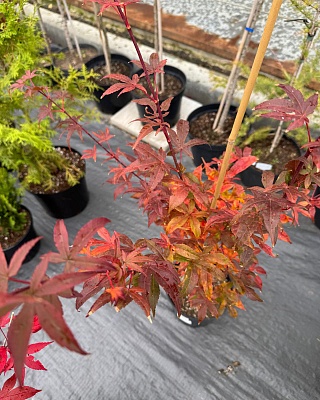 Клен веерный "Юкигимо" (Ukigumo) С2