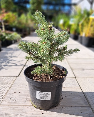 Ель колючая "Супер Блю Сидинг" (Super Blue) C3 