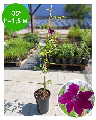 Клематис Clematis Hisako Evipo087 Garland --  РБ