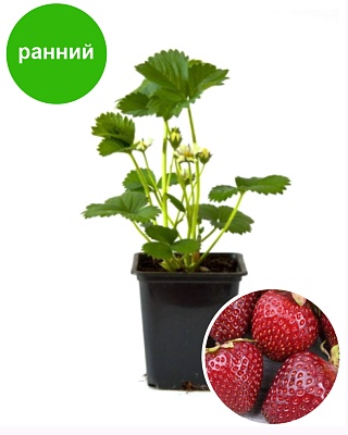 Земляника садовая Кокинская ранняя (Р9) Поиск