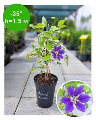 Клематис Clematis Olympia Evipo099 Boulevard РБ