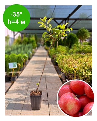 Яблоня "Хаппи Крисп"