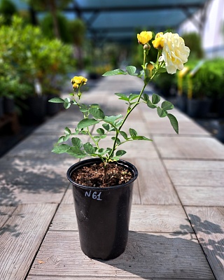 Роза "Комптесс дю Барри" флориб. желтый (№ 61)