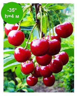 Черешня "Бряночка"