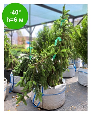 Ель обыкновенная Инверса ( Inversa)-р9 