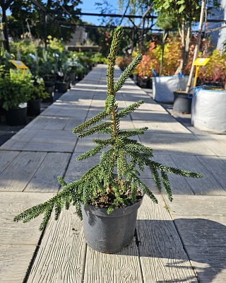 Ель восточная "Ауреаспиката" ( Picea orientalis Aureospicata) С3
