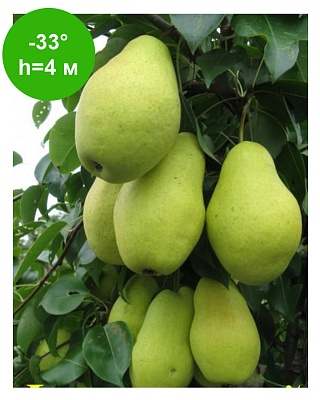 Груша "Февральский Сувенир" ОКС, созр-е Окт. Зимнее