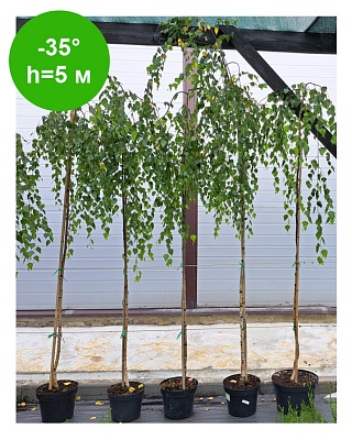 Берёза повислая  "Юнги" Ра 220 С5 РБ