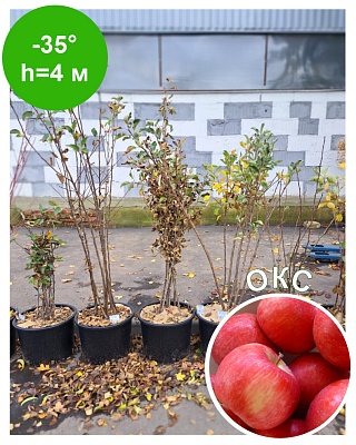 Яблоня "Хоней Крисп"ОКС Созрев-е начало октября.Хране-е 5-6мес.Зимнее
