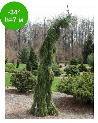 Ель сербская Брунс (Picea omorica Bruns) C3