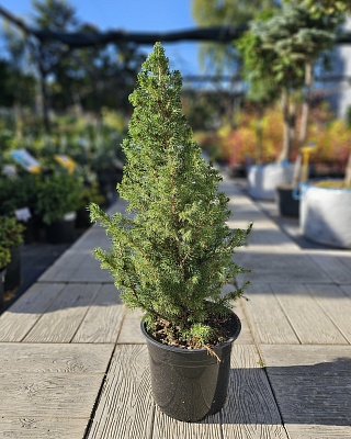 Ель канадская сизая "Коника" (Picea Glauca Conica) C5 50-60