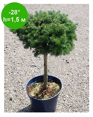 Пихта корейская "Кристал Кугель" (Abies koreana Cristal Kugel) С3 Ра 30-40