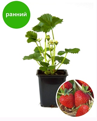 Земляника садовая Дарселект (Р9) Поиск