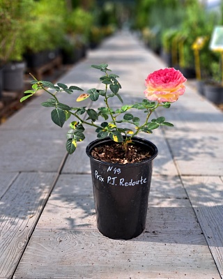 Роза "Прикс П Ж Редут" шраб оранжево-розовая (№ 49)