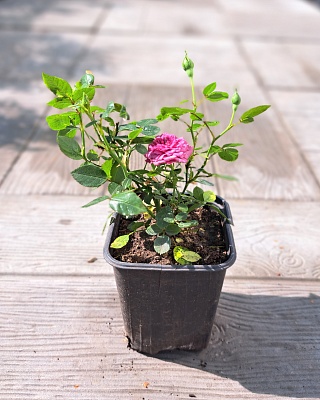 Роза бордюрная розовая