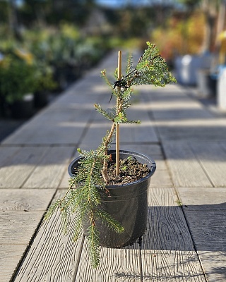 Ель сербская Брунс (Picea omorica Bruns) C3