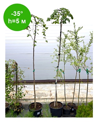 Вяз шершавый "Кампердауни" 200-220 С10 РБ