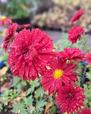 Хризантема "Ред Вильветт"