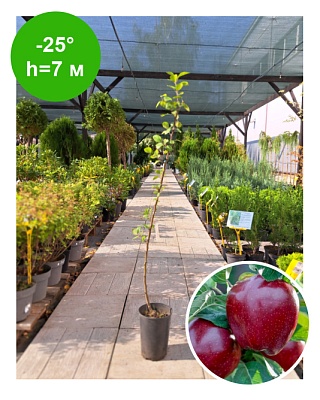 Яблоня "Ред Чиф"