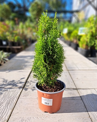 Туя Западная "Петит Смарагд" С2