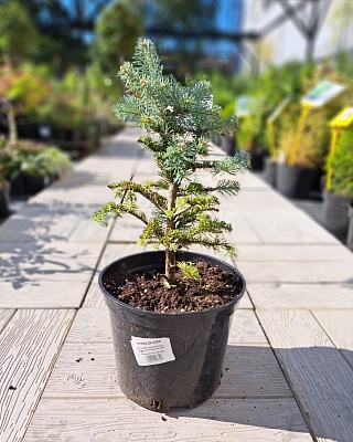 Пихта субальпийская "Миколас" (Mikolas) C5