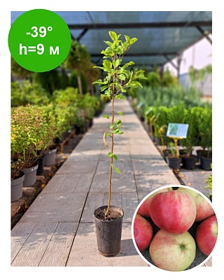 Яблоня "Афродита"