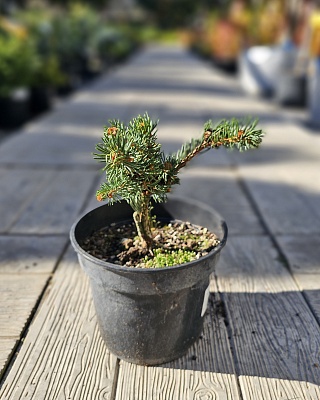 Ель колючая "Лаки Страйк" (Lucky Strike) С3