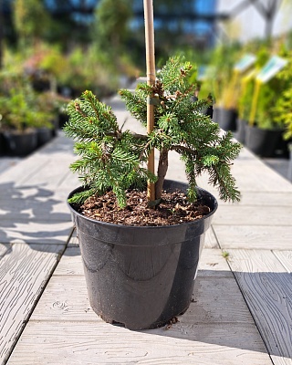 Ель обыкновенная "Голд Дрифт" (Picea abies Gold Drift) С7,5 30-50