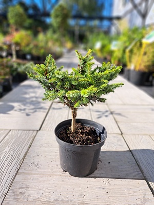 Ель сербская "Нана" (Nana) C2