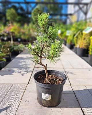 Сосна горная "Альбоспиката Домшке" (Albospicata Domschke) С5