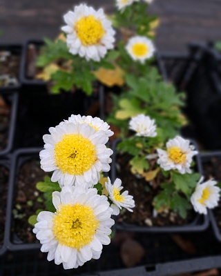 Хризантемв "Панда"