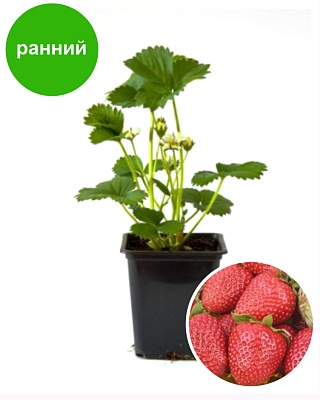 Земляника садовая Квики (Р9) Поиск