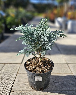 Кипарисовик Лавсона "Пелтс Блю" (Pelrs Blue) С3