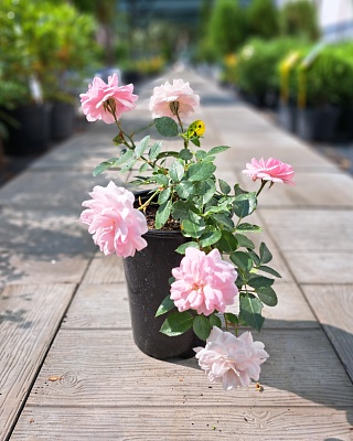 Роза "Боника" почвопокровная розовая (№ 66)